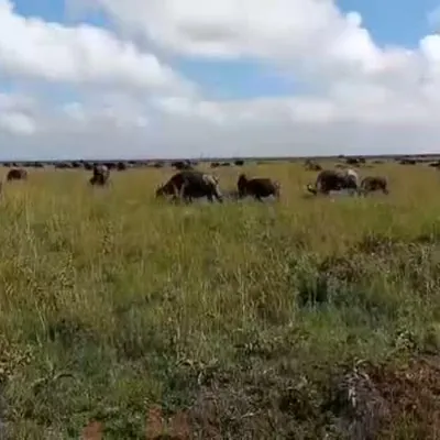 Wildebeest on the plains, Epic Horizon Safaris reel on Instagram